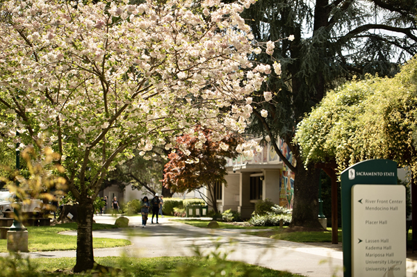 Trees at Sac State campus