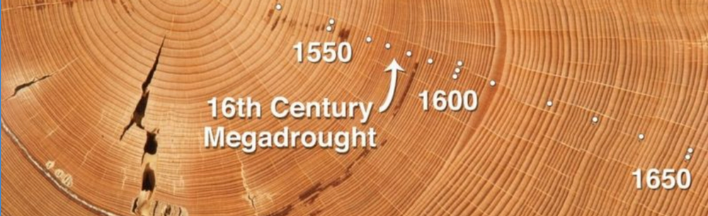 sample of tree rings with dates