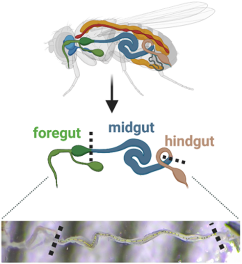 highlight-cluster.jpg