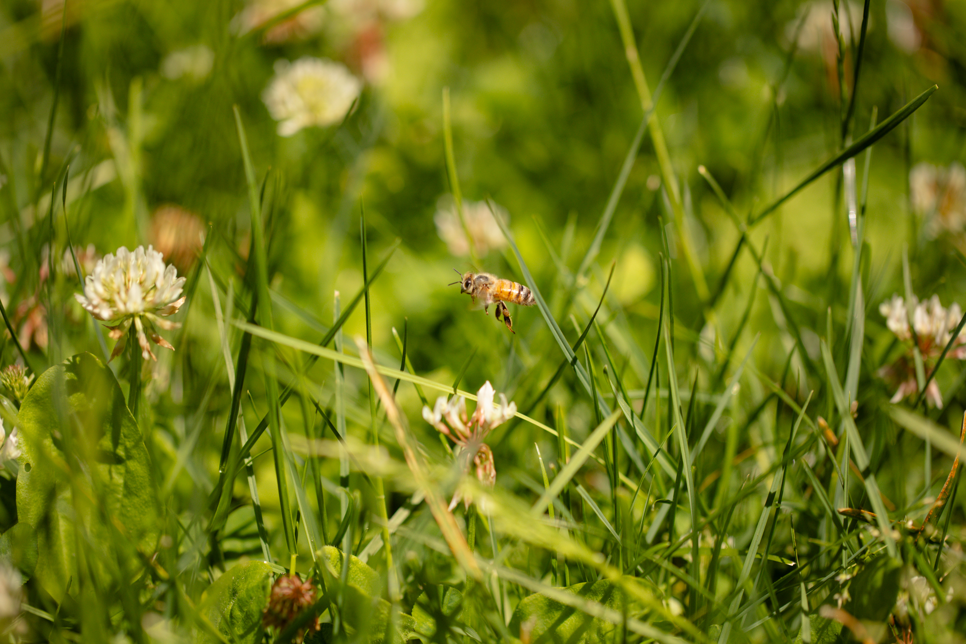 Bee flying over grass