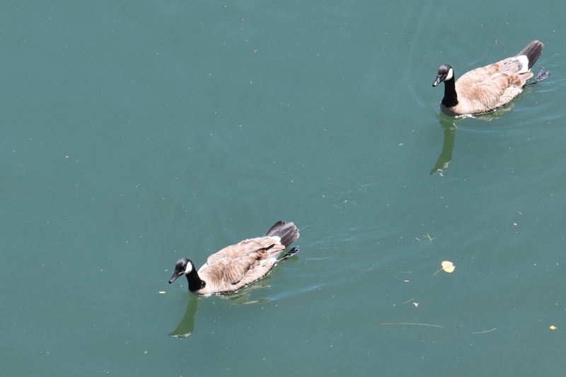 Domestic Swan Goose at Natomas Pond for the Apparent Sacramento