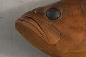Mouth of Largemouth Bass