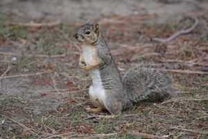 Eastern Gray Squirrel (front view)