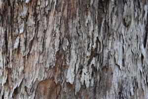 Blue Gum (Eucalyptus)