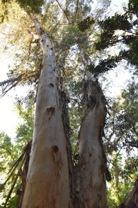 Blue Gum (Eucalyptus)