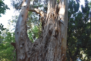 Blue Gum (Eucalyptus)