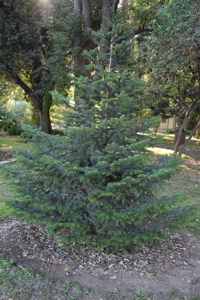 Bornmueller's Fir