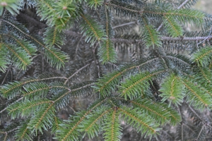 Bornmueller's Fir