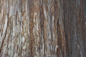 California Redwood Bark