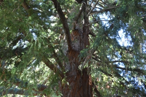 California Redwood