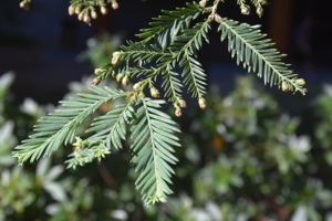 California Redwood Needles