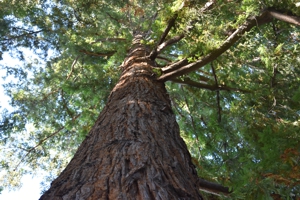 California Redwood