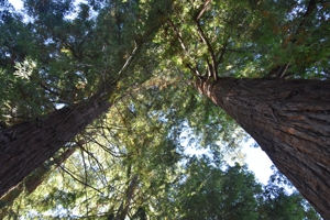 California Redwood