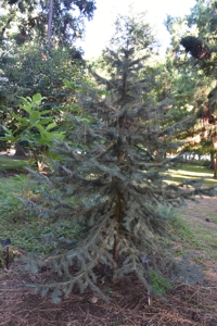 Chihuahua Spruce