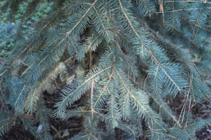 Chihuahua Spruce