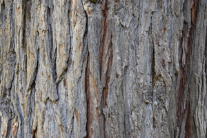 Incense Cedar