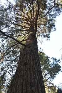 Incense Cedar