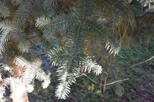 Japanese Fir