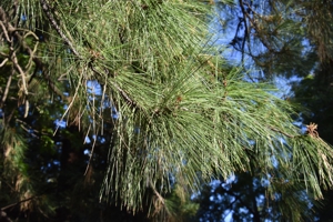 Jeffrey Pine