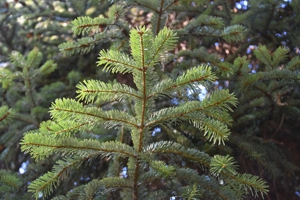 Nordmann Fir