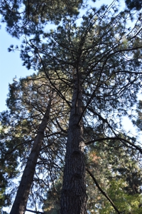 Ponderosa Pine