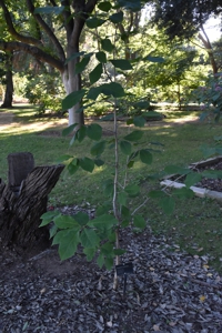 Cucumber Tree