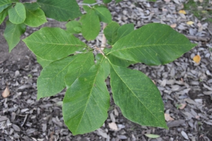 Cucumber Tree