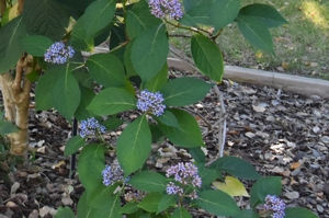 Dichroa versicola flower