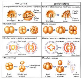 protostome triploblastic