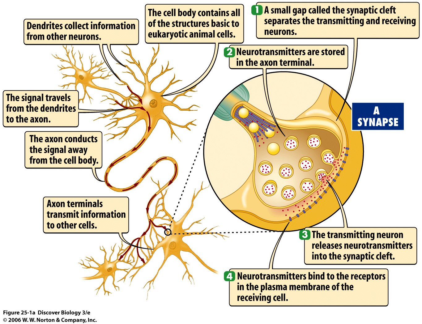 how many neuron connections in the brain for different species