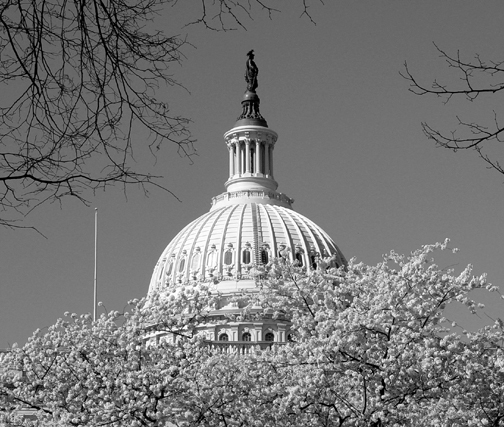 2005CherryBlossom05012.jpg (161320 bytes)