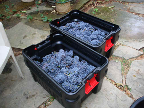 Sangiovese00545.jpg (267924 bytes)