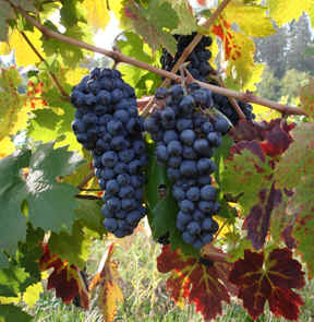 Zinfandel00608.jpg (168656 bytes)