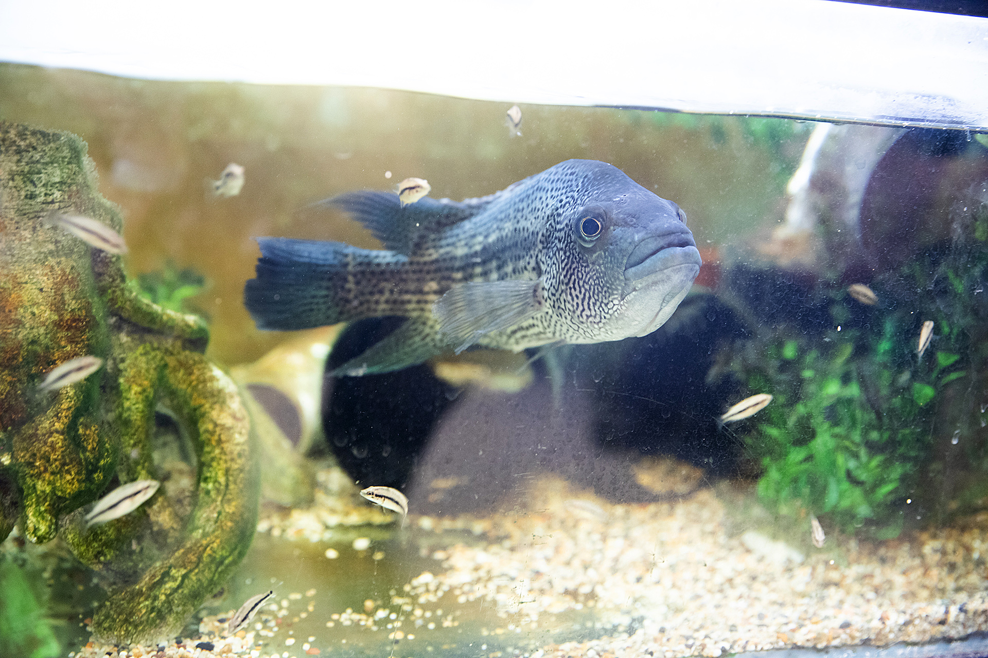 A cichlid, inside a fish tank